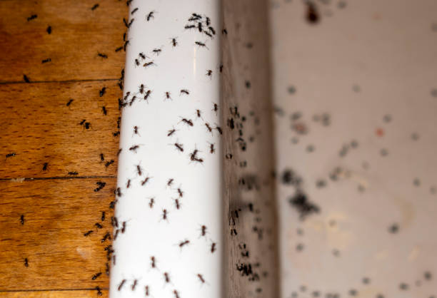 Best Pest Control Treatment  in Oshkosh, WI
